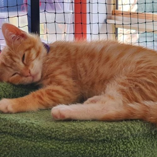 Lillee **2nd Chance Cat Rescue **