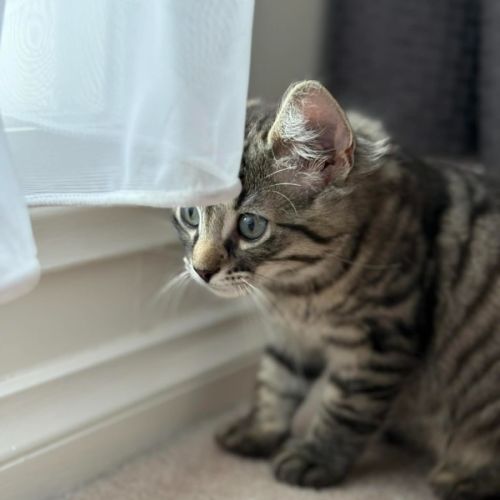 Dennis - In foster care in Greensborough