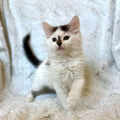 Emma (baby Spice) - In foster in Templestowe