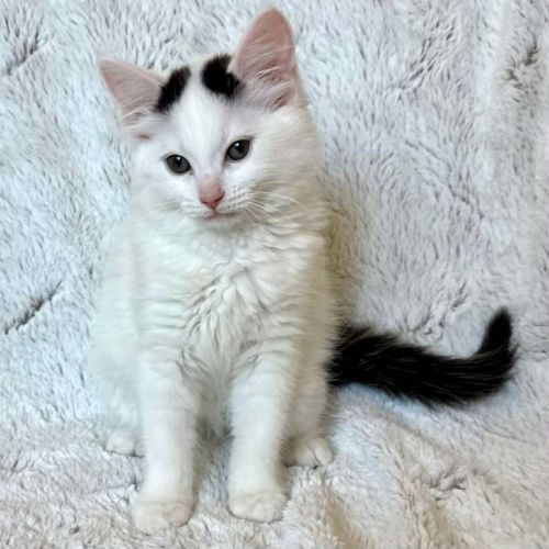 Mel B - In foster care in Templestowe