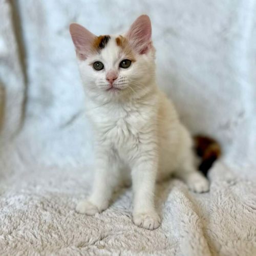 Geri - In foster care in Templestowe