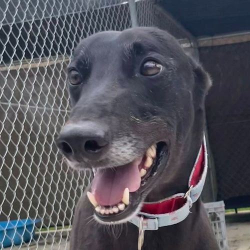 No photo for Solo The Greyhound