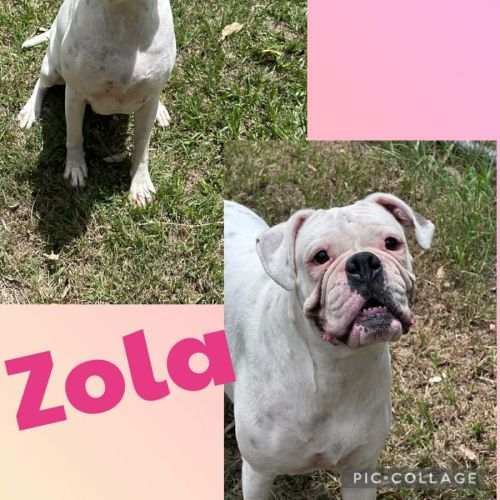 Zola