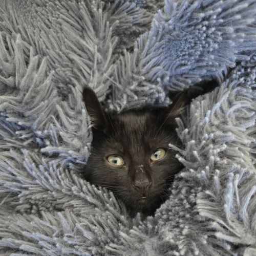 No photo for Claus (With Tinsel)