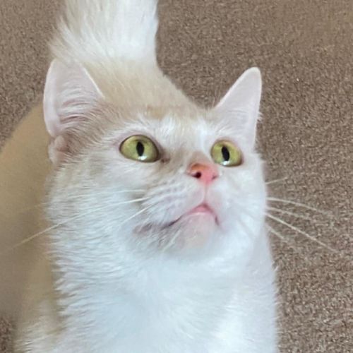 No photo for Snow White