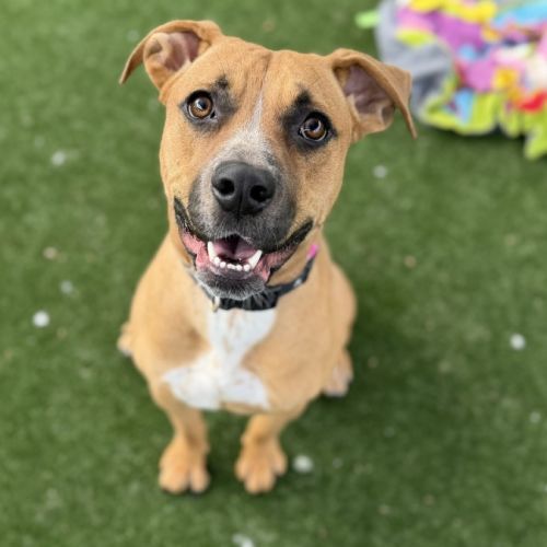 No photo for Taro Imp 7