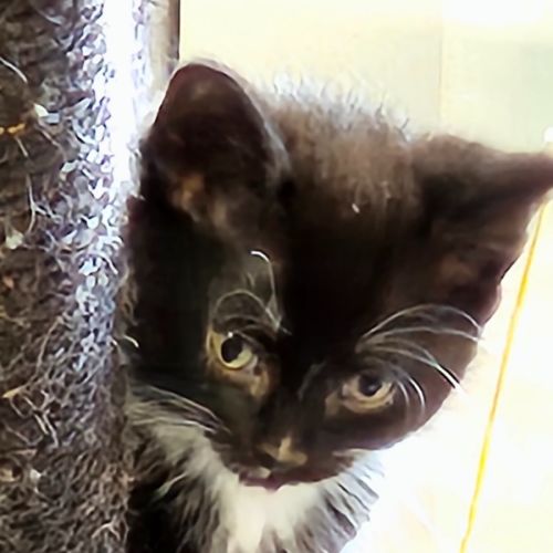 Ace **2nd Chance Cat Rescue **