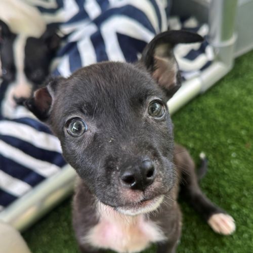 D1232 Vincent Van Gogh