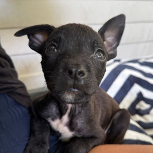 No photo for D1233 Van Morrison