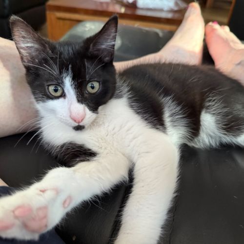 No photo for Oreo Meet Me At Petstock Chelsea