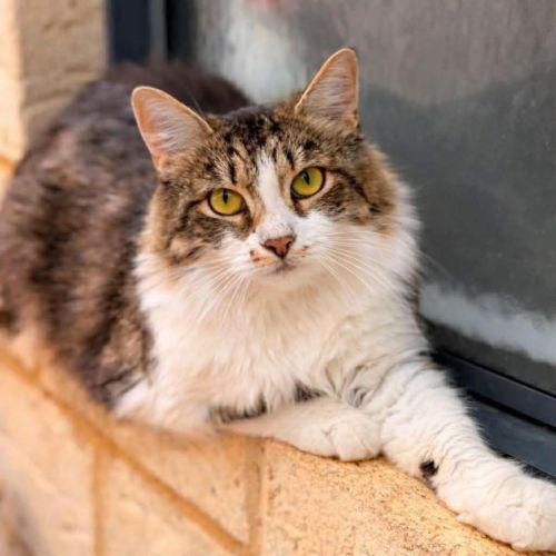 9638 - Lavender Blue