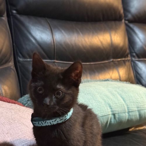 Azalea meet me at Petstock Chelsea