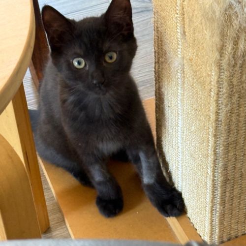 Hyacinth meet me at Petstock Chelsea