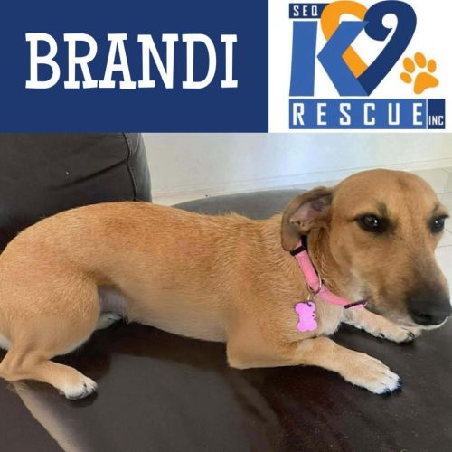 Brandi