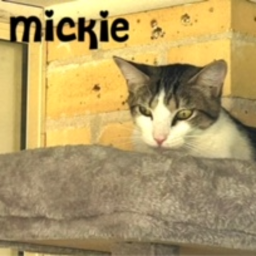 No photo for Mickie