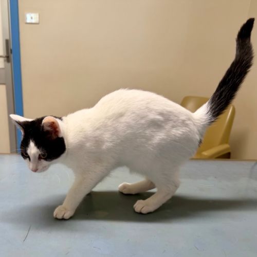 No photo for Stormfly