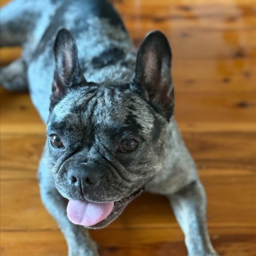 No photo for Coco   5 Year Old French Bulldog