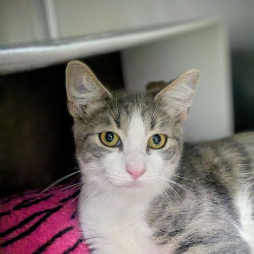 No photo for Coconut