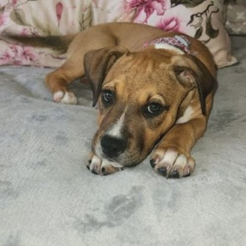 Lilly - 3 Month Old Kelpie X Staffy