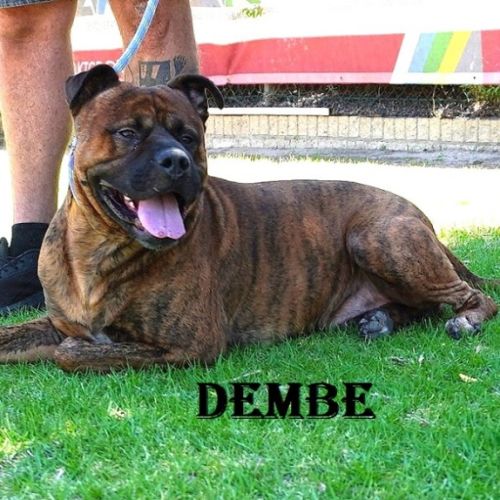Dembe