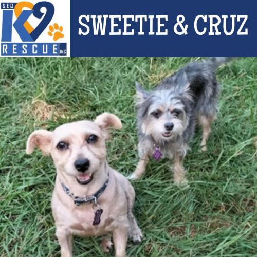 Sweetie / Cruz
