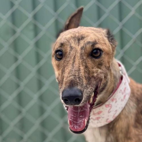 No photo for Katniss The Greyhound