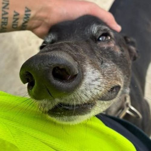 No photo for Chips The Greyhound