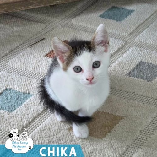 No photo for Chika