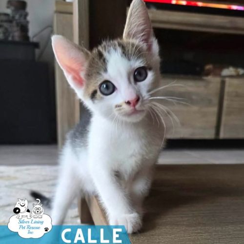 No photo for Calle