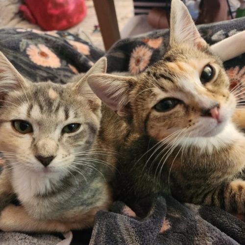 No photo for Elsie And Olive