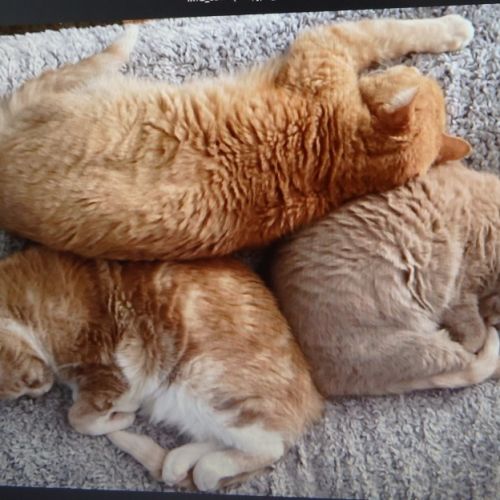 No photo for Grace,Reggie And Jack