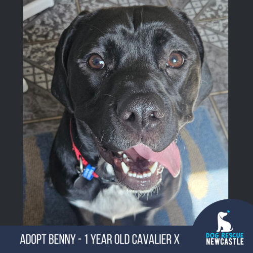 No photo for Benny   1 Year Old Cavalier X