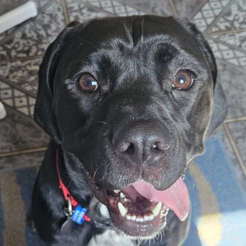 Benny - 1 Year Old Mixed Breed