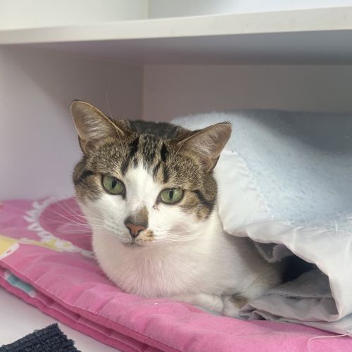 No photo for Tickles 