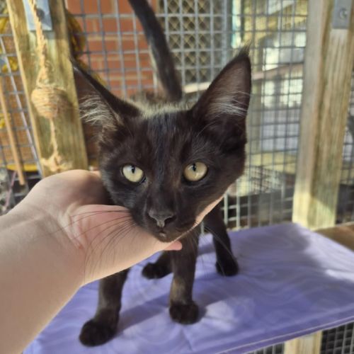 Salem! 🖤