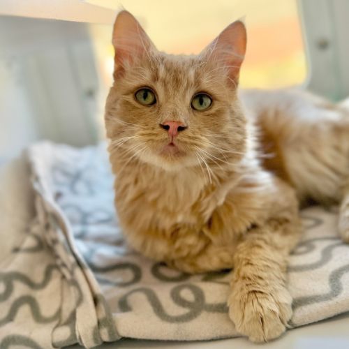 No photo for Sweet Potato