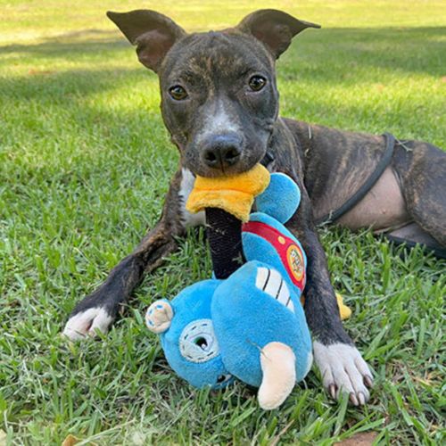 No photo for Snookums