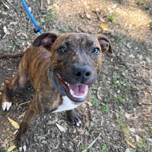 No photo for Dusty Bun