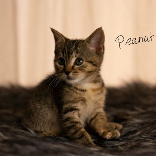 Peanut 🥜