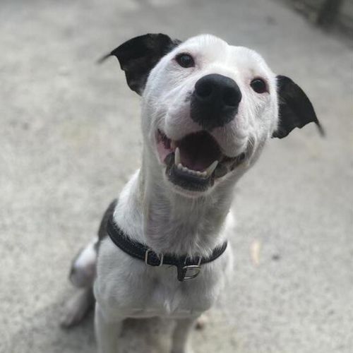 No photo for Chickpea