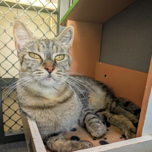 No photo for Shnookums