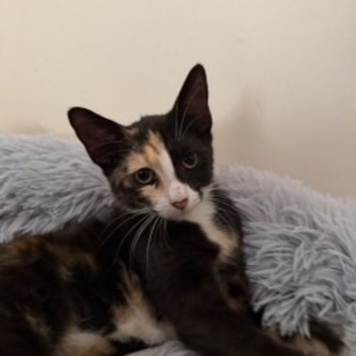 No photo for Artemis