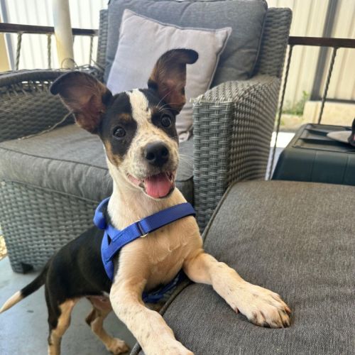 No photo for Speckles