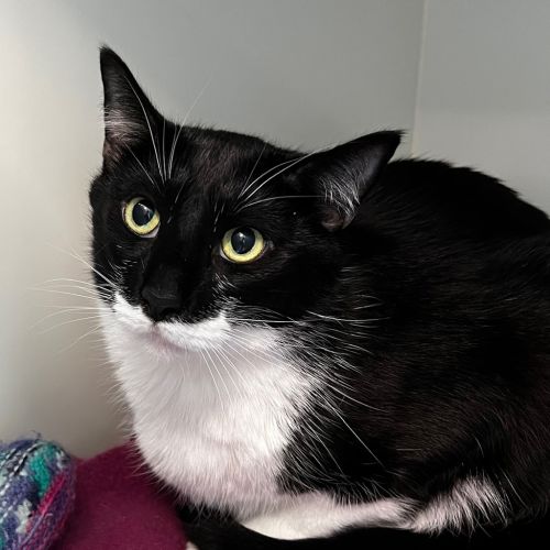 No photo for Sickles 