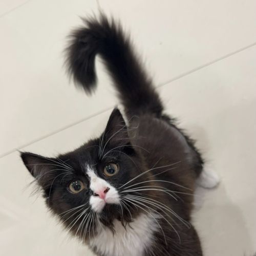 No photo for Little Girl