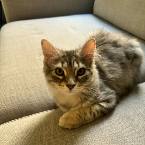 Petal - In foster care in Richmond