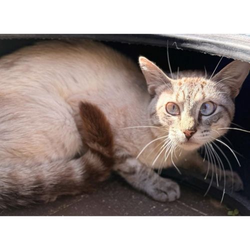 No photo for 13580   Chiron