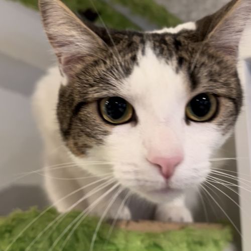 Horchata ( Cha Cha )