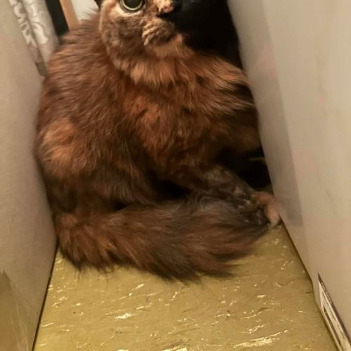 No photo for Savanna