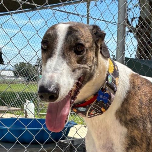 No photo for Metein The Greyhound
